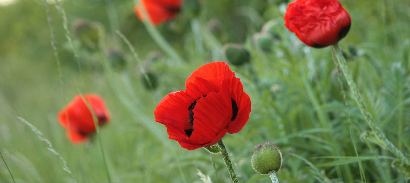 Mohn