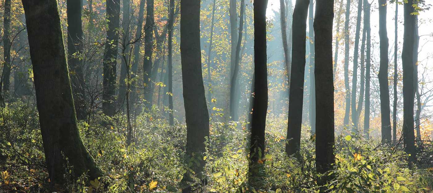 Licht im Wald